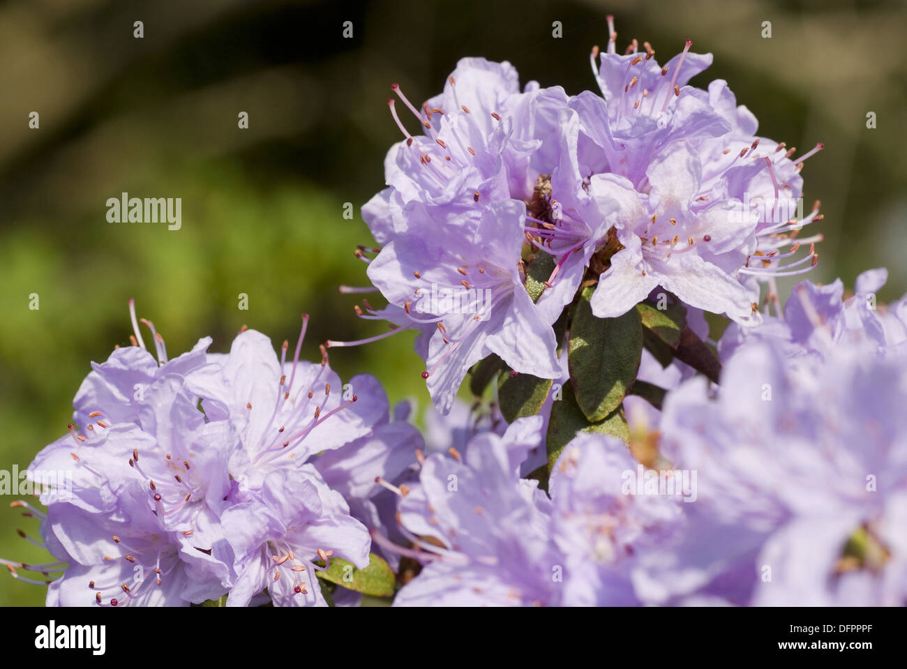 dwarf rhododendron, rhododendron impeditum Stock Photo