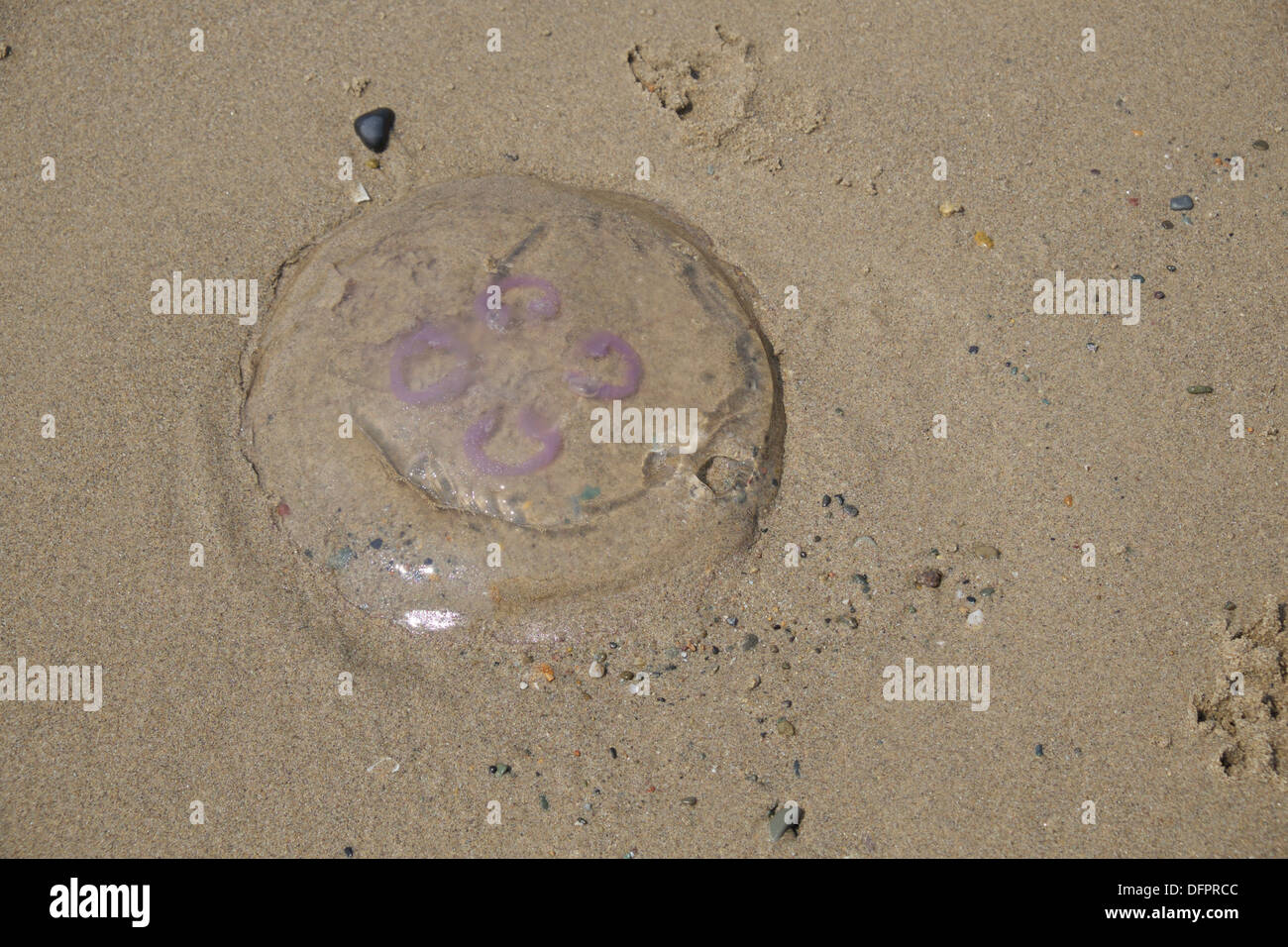 Stranded jelly fish on sandy beach Stock Photo Alamy