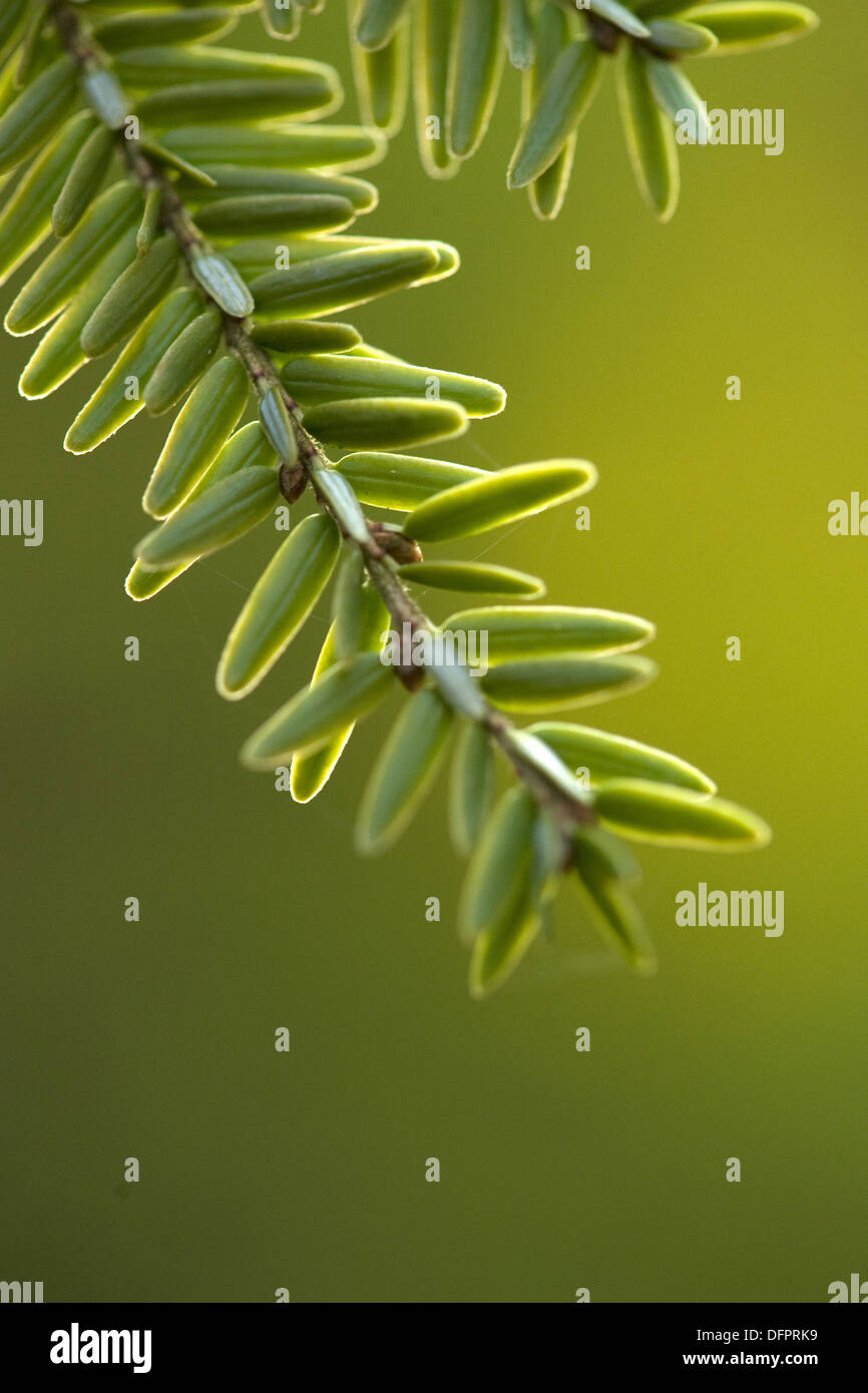 canadian hemlock, tsuga canadensis Stock Photo