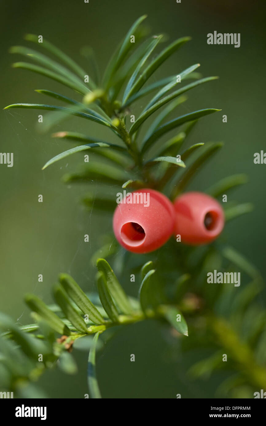 european yew, taxus baccata Stock Photo