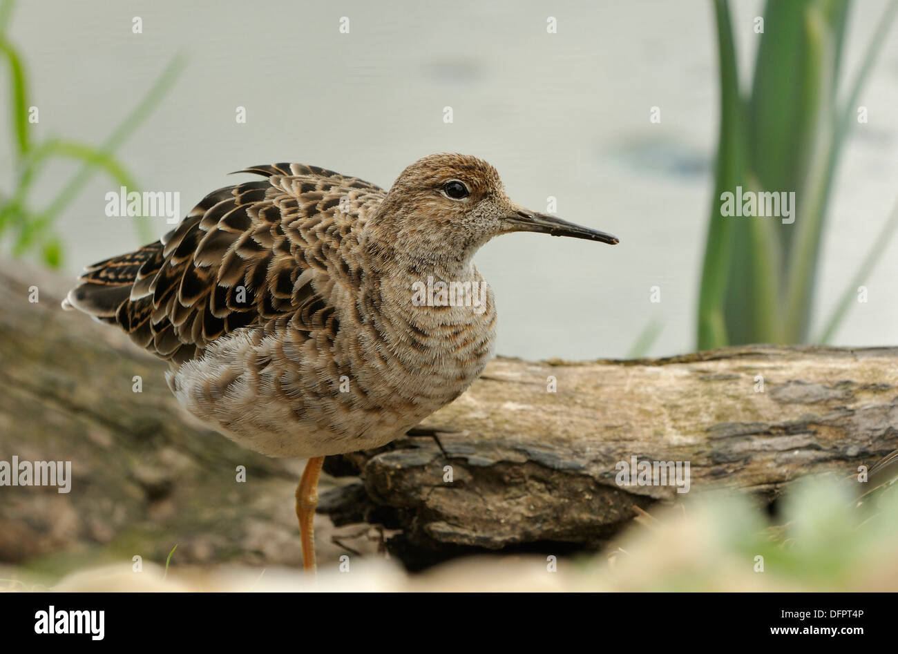 Ruff bird uk hi-res stock photography and images - Alamy