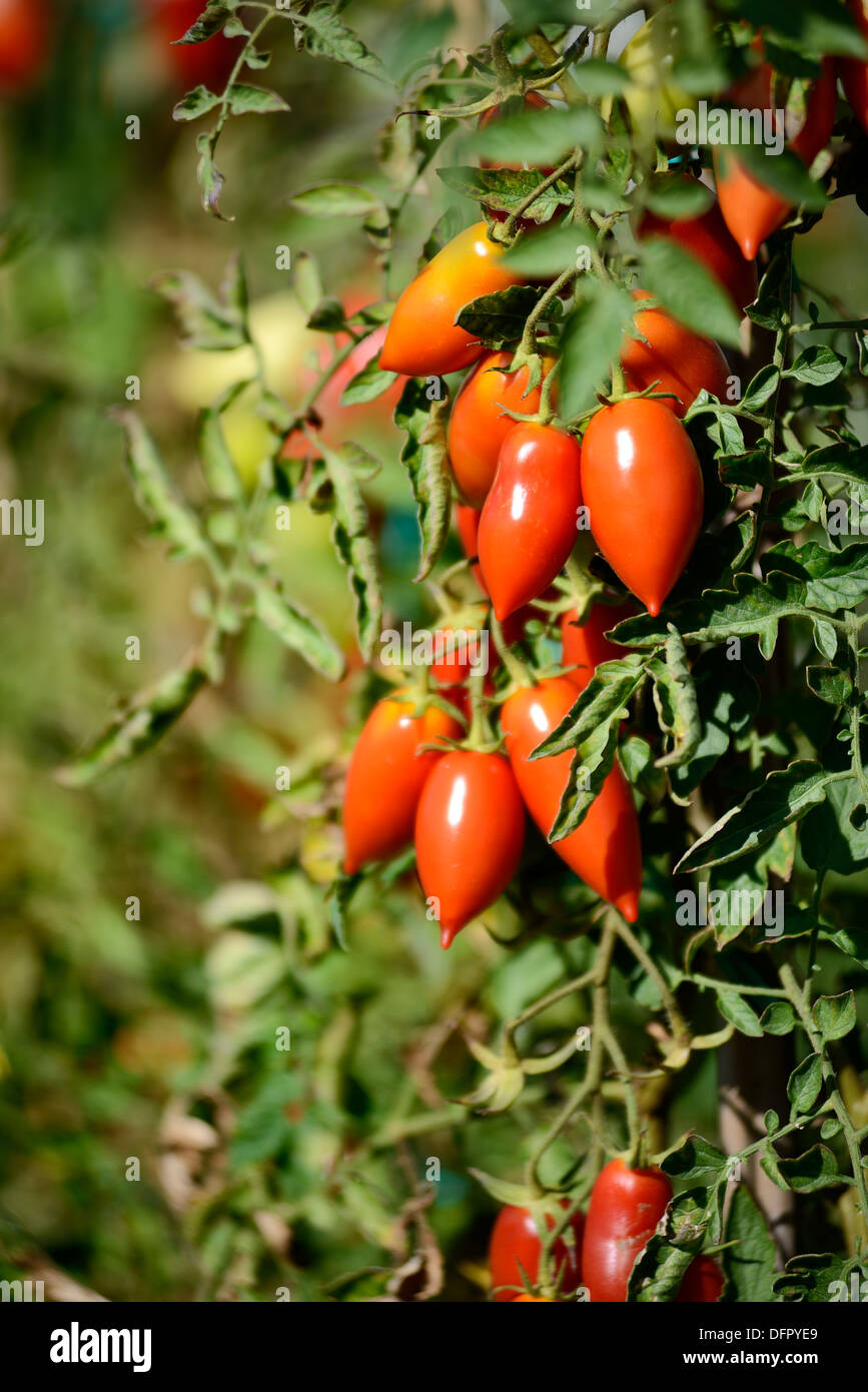 Tomatoes in the branch, Stock Photo