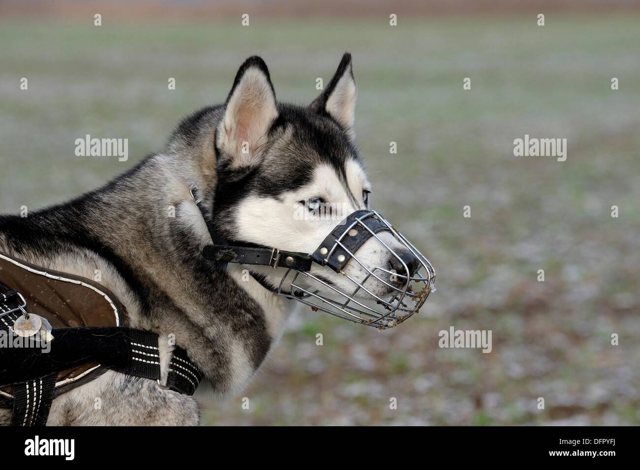 husky muzzle