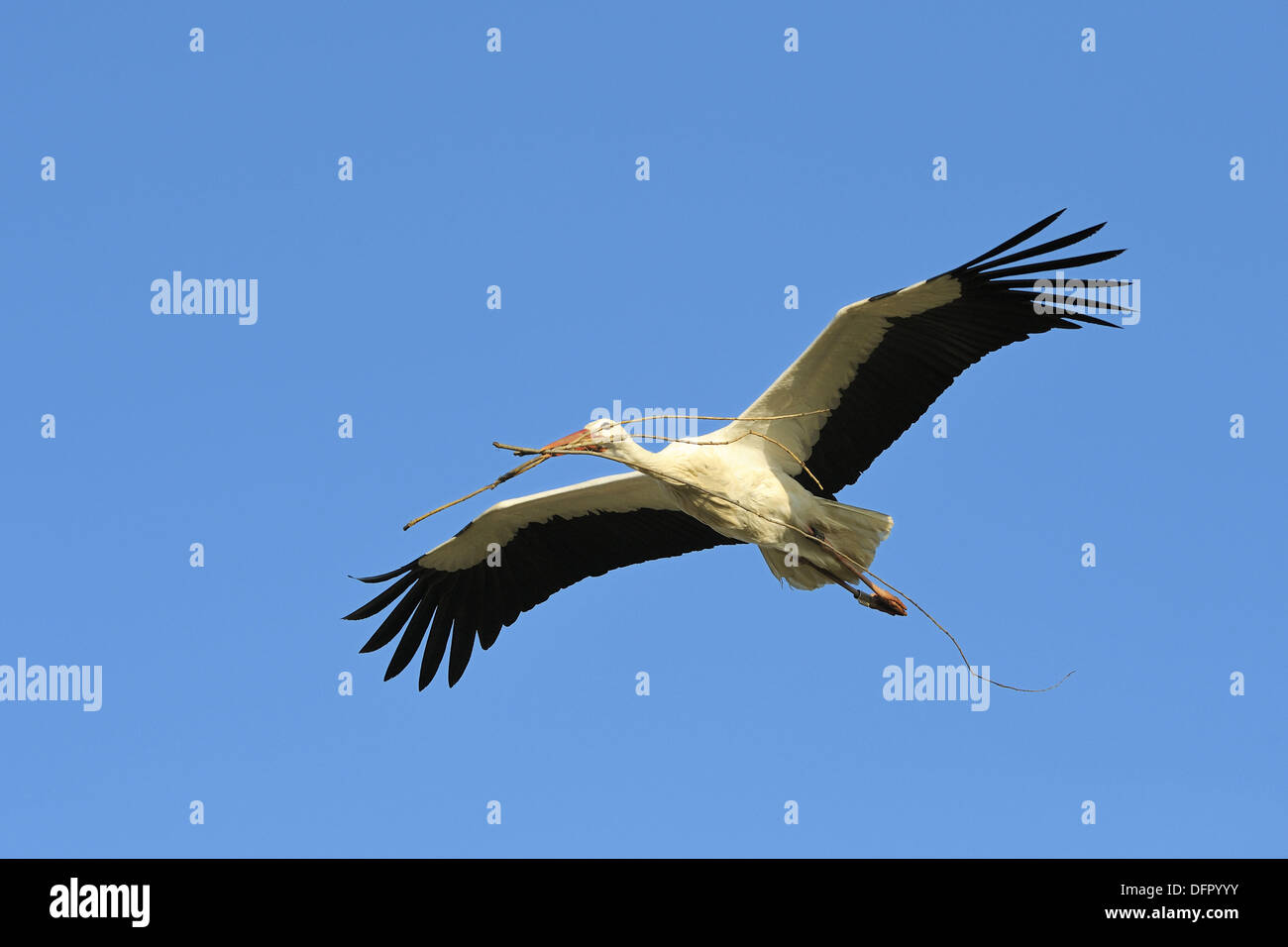 Flying white stork with nest-building material, Germany Stock Photo