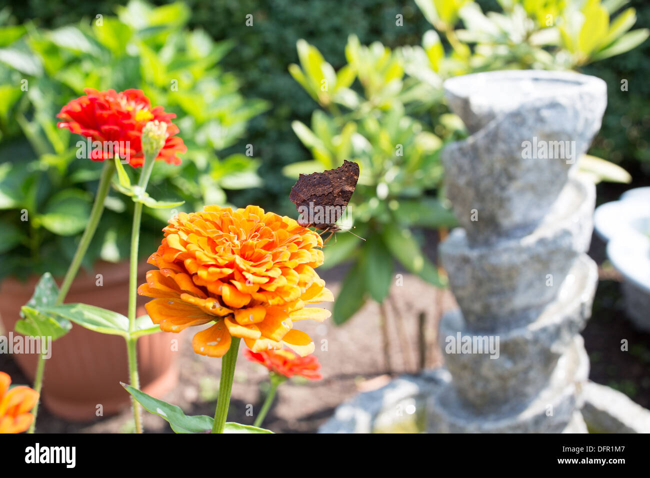 Butterfly preying on flowers in the garden. Stock Photo