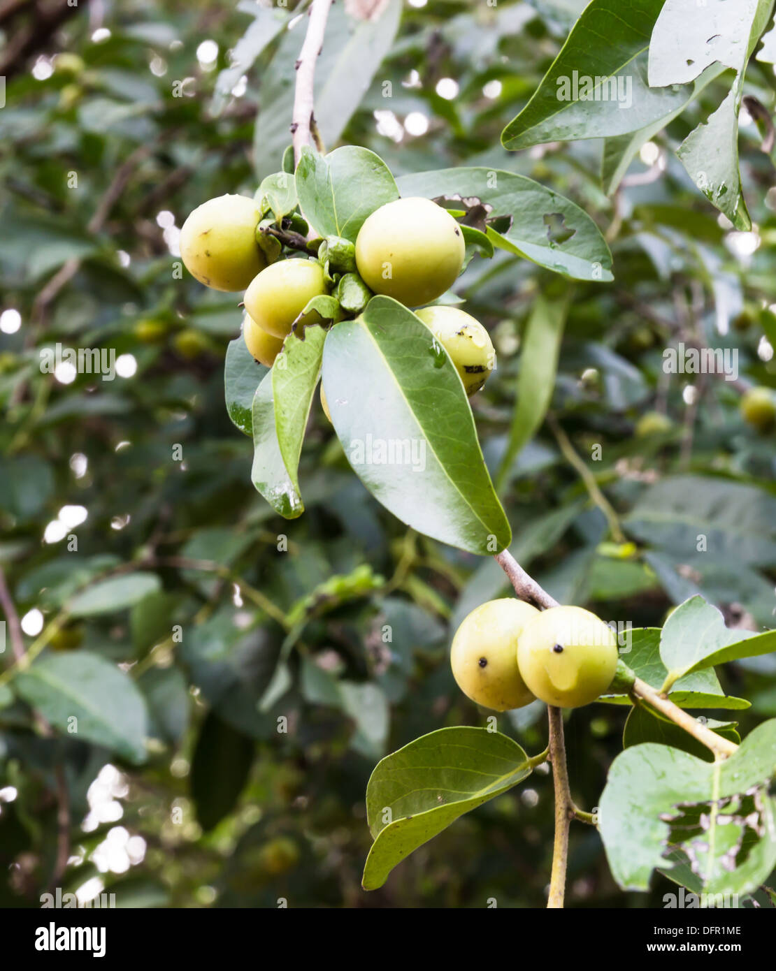 Ebony fruit and leaf on tree in Thailand Stock Photo
