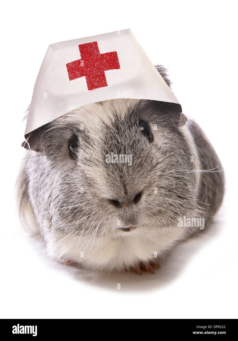 Guinea pig wearing nurses hat Stock Photo