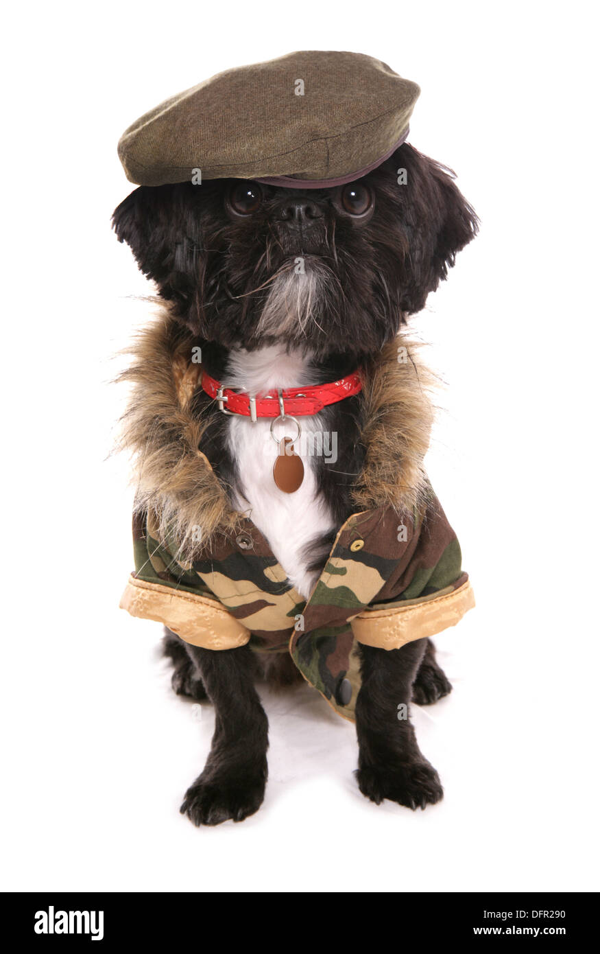 Dog wearning army jacket and beret Stock Photo