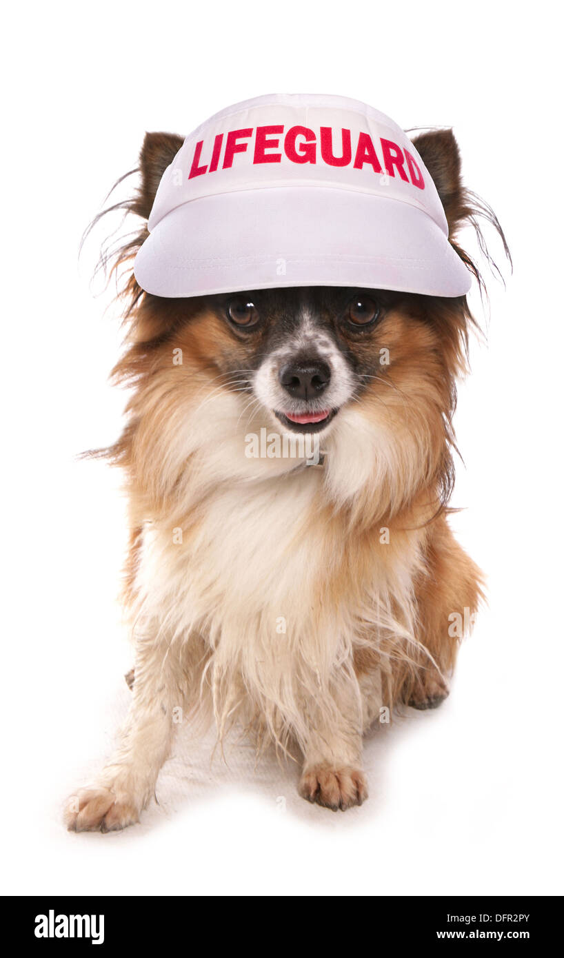 Dog wearing lifeguard visor cap Stock Photo