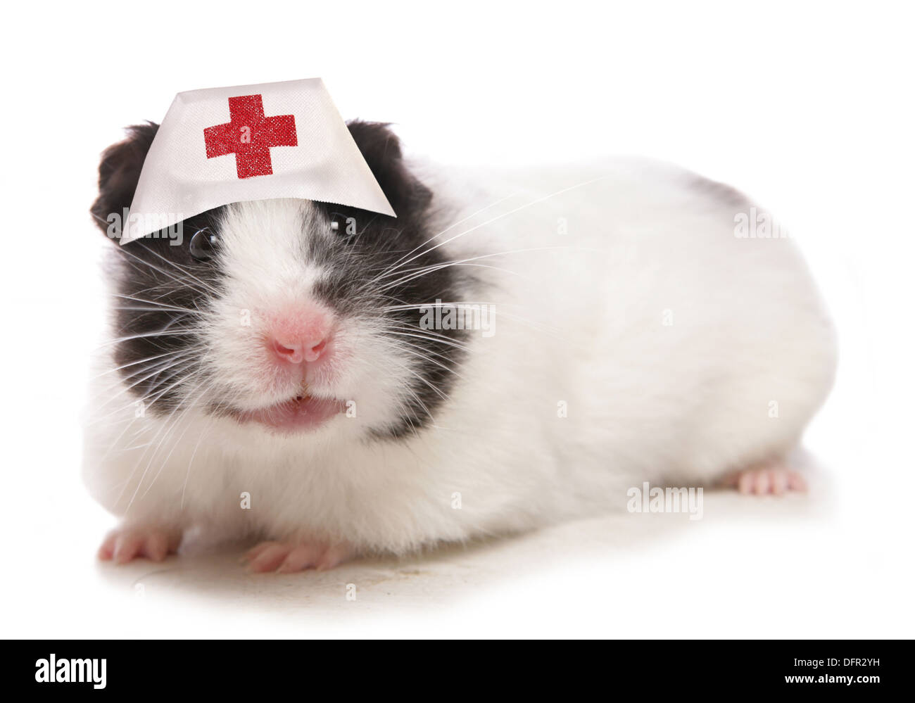 Syrian Hamster wearing nurses hat Stock Photo