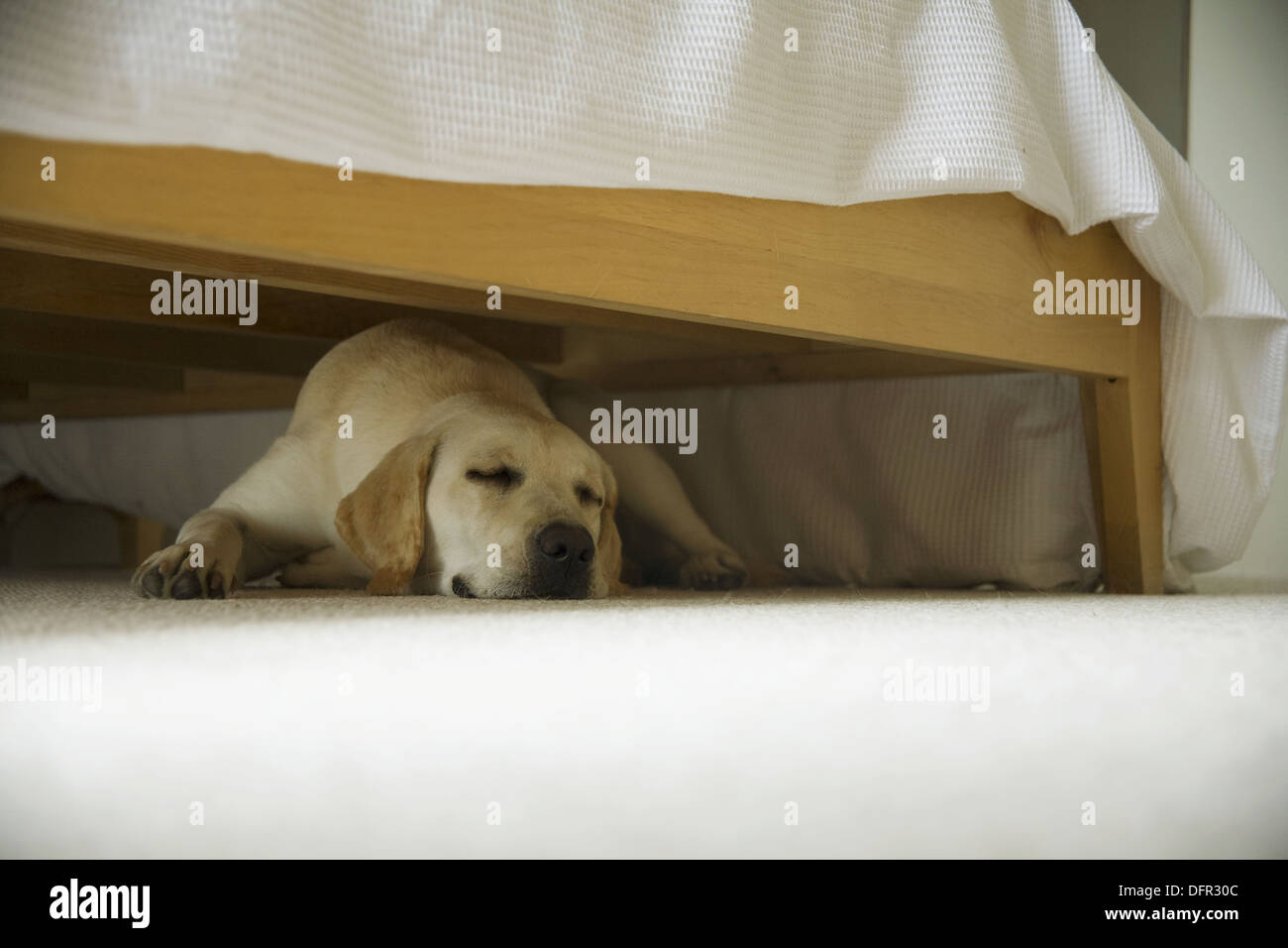 Dog sleeping under a bed Stock Photo Alamy