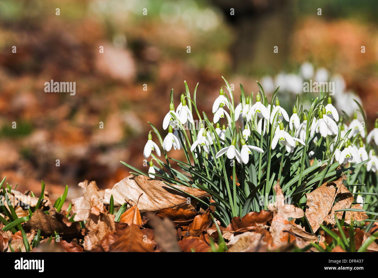 Snowdrops blossoming on a sunny spring day, pushing through a carpet of old autumn leaves in a woodland or garden Stock Photo