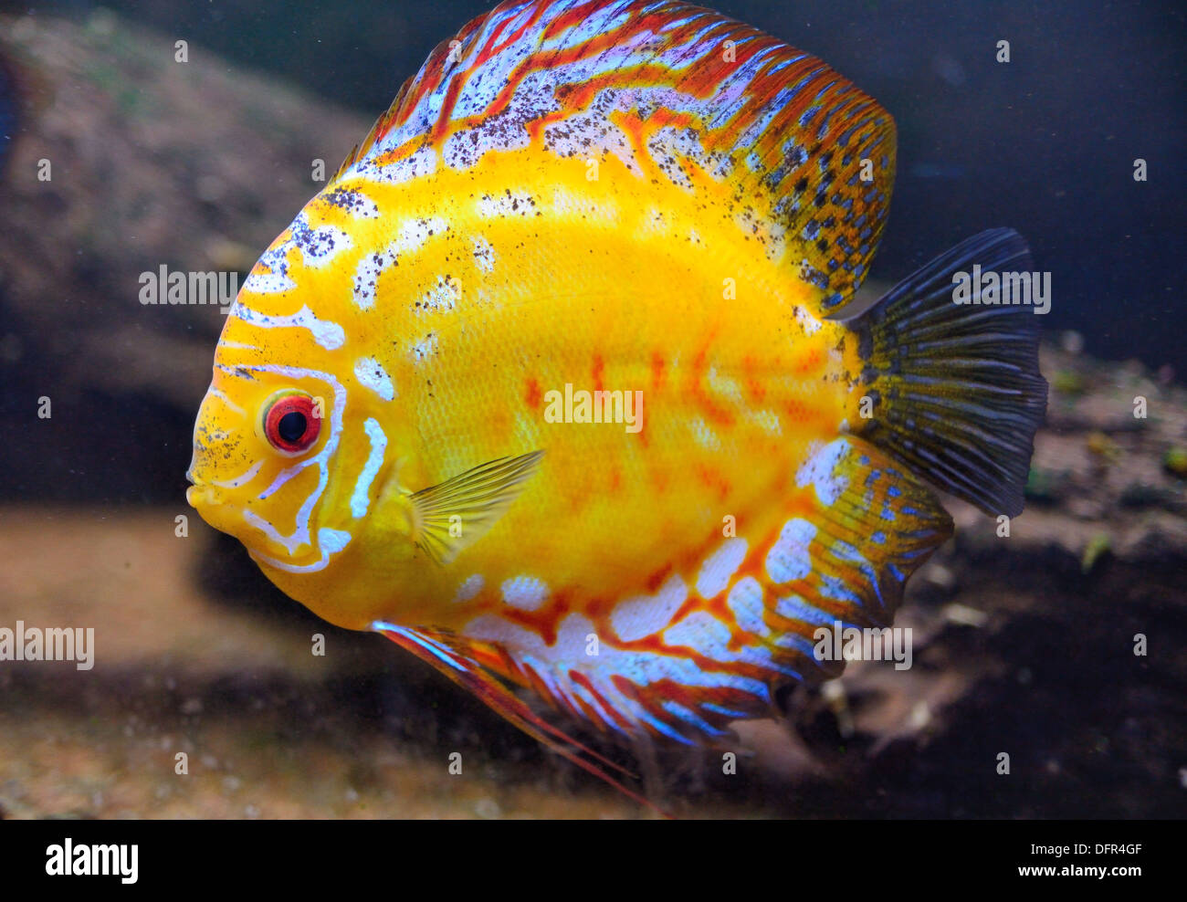 Yellow fish in the deep sea aquarium. Stock Photo