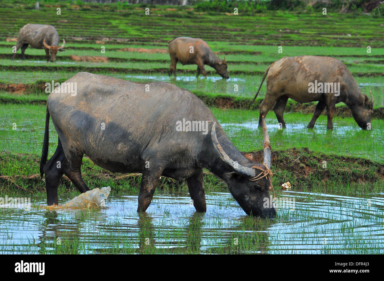 Domestic animals in Thailand - Four Asian water buffaloes feeding in the rice field (Koh Yao Noi, Phang-Nga) Stock Photo
