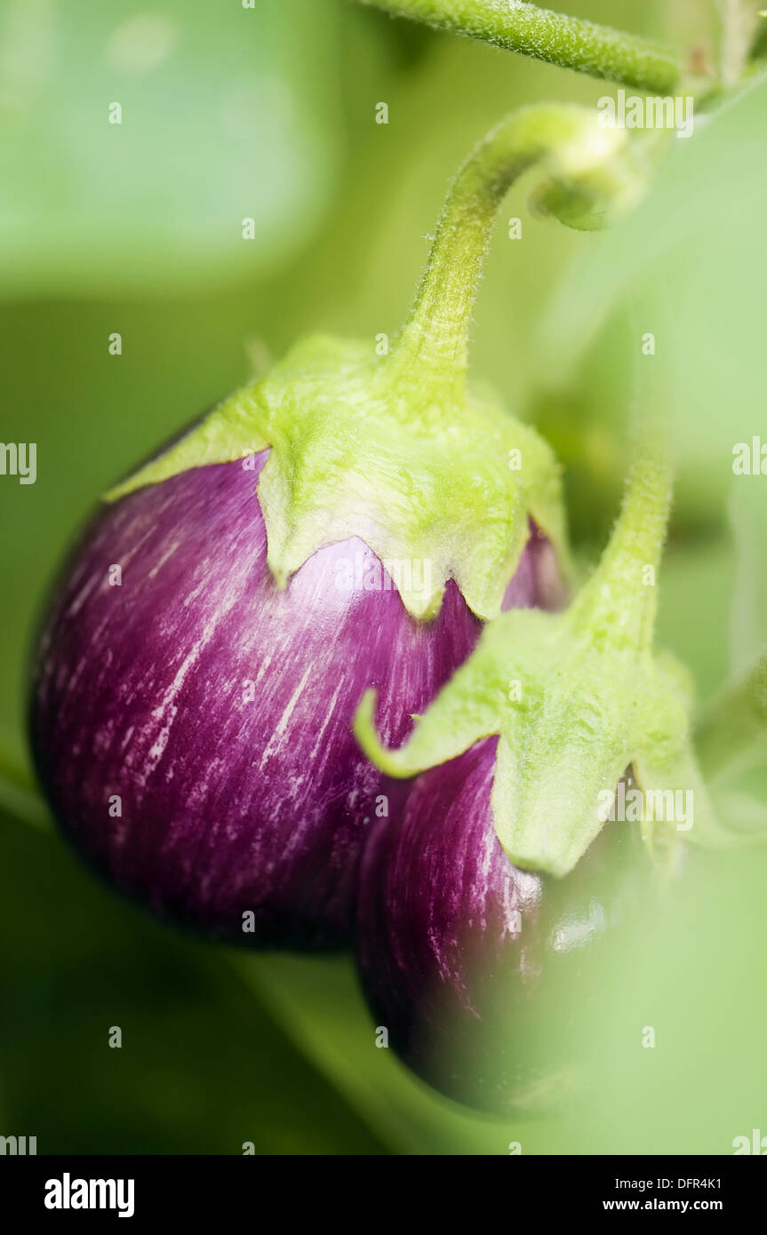 Graffiti Eggplant Pair Growing on a Garden Plant. Solanum melongena