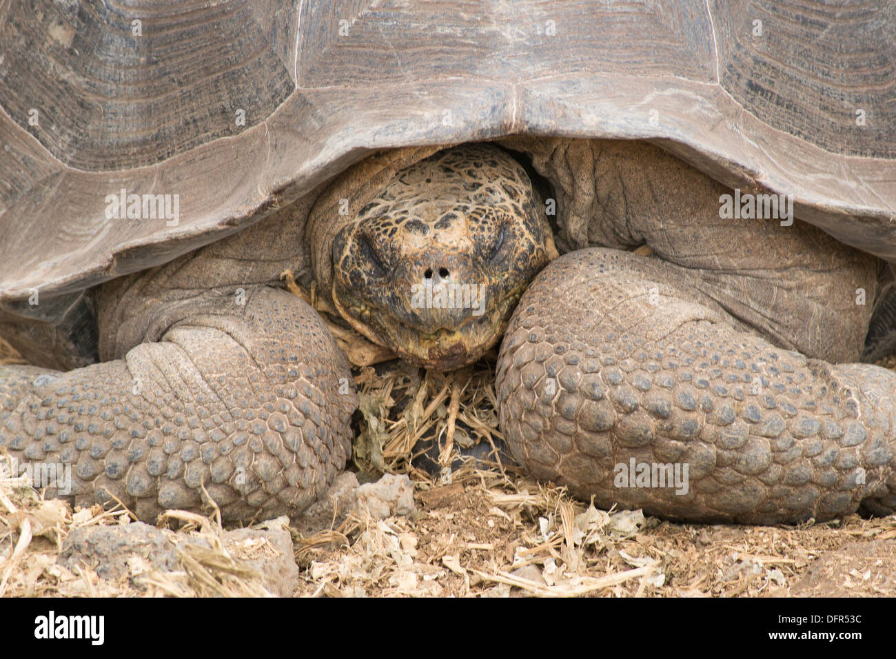 Giant Galapagos turtle, Ecuador, South America Stock Photo - Alamy