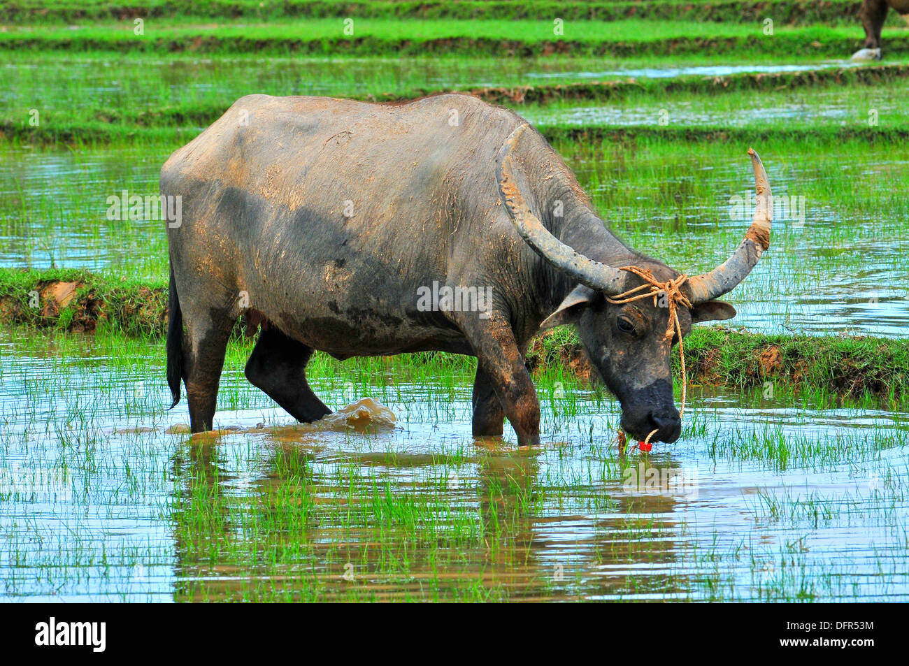 Domestic animals in Thailand - Asian water buffalo feeding in the rice field (Koh Yao Noi, Phang-Nga) Stock Photo