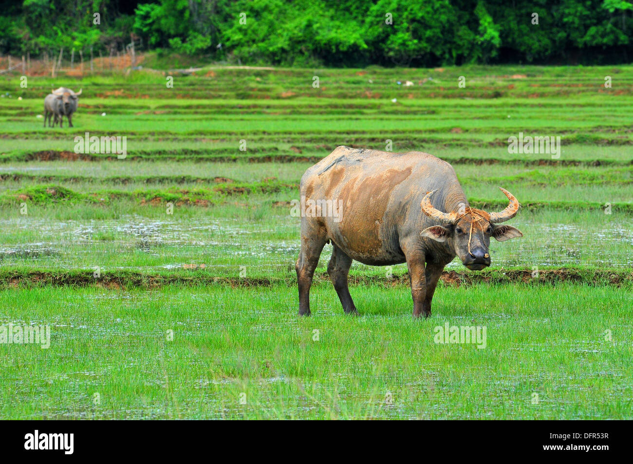 Domestic animals in Thailand - Asian water buffaloes roaming in the rice field (Koh Yao Noi, Phang-Nga) Stock Photo