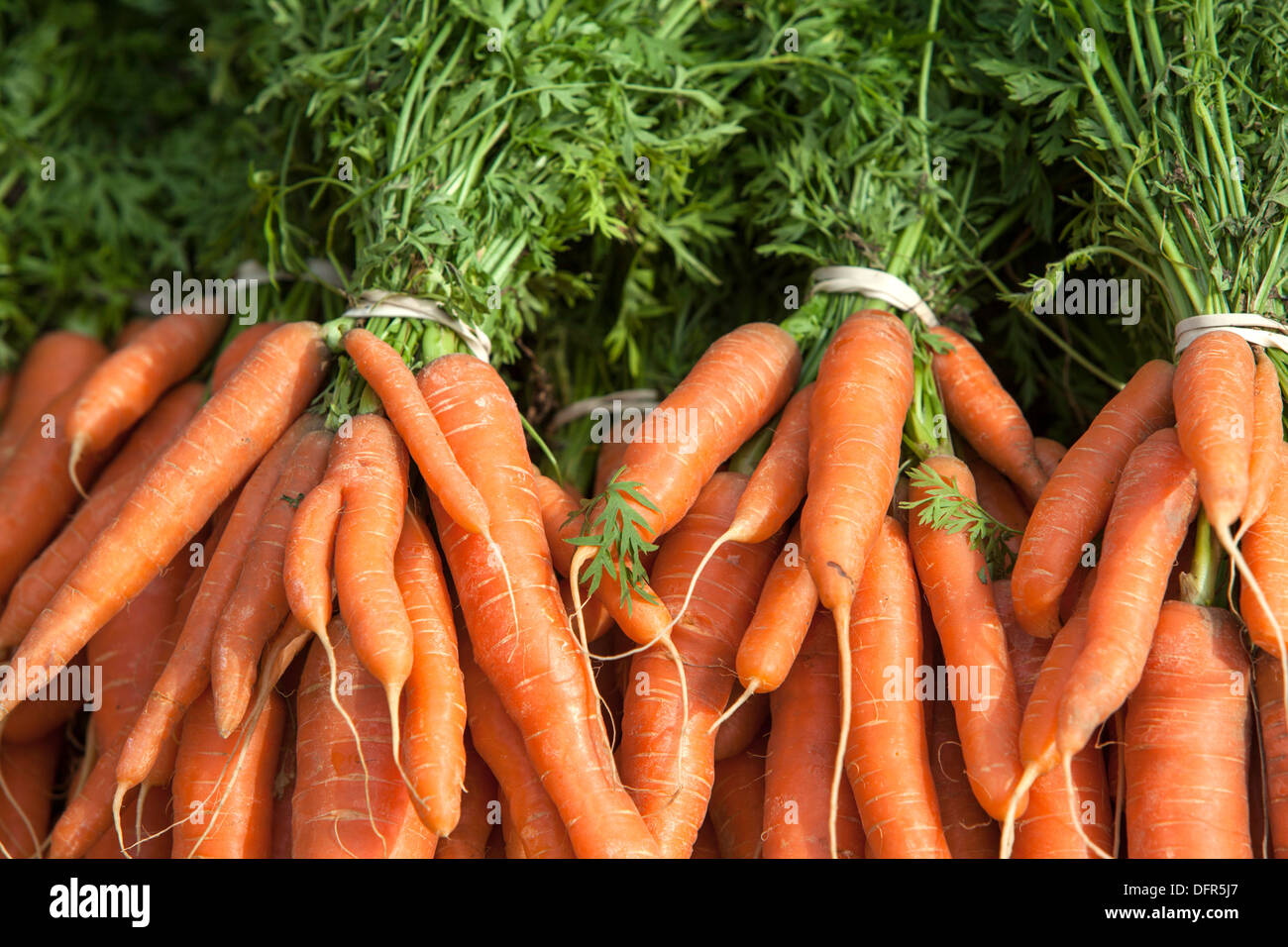 Carrots, England, UK Stock Photo Alamy