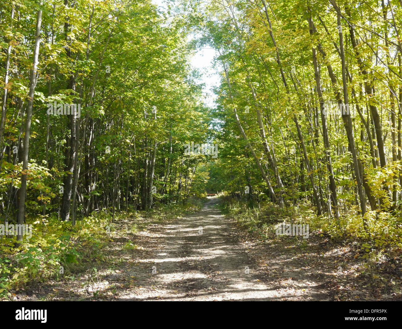 pathway to a forest during a sunny day Stock Photo