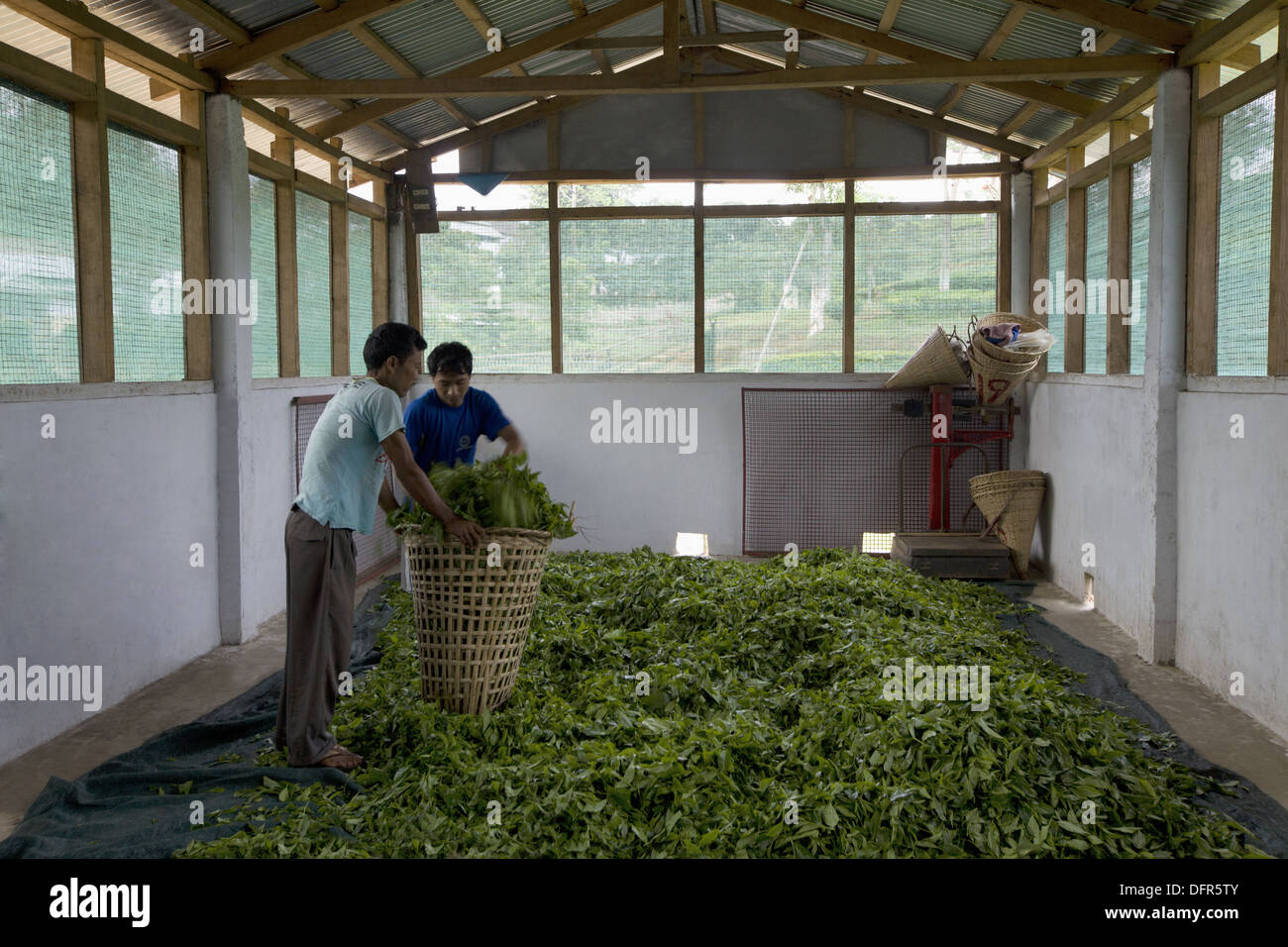 Collection of fresh tea leaves, Shillong, Meghalaya, India. Stock Photo