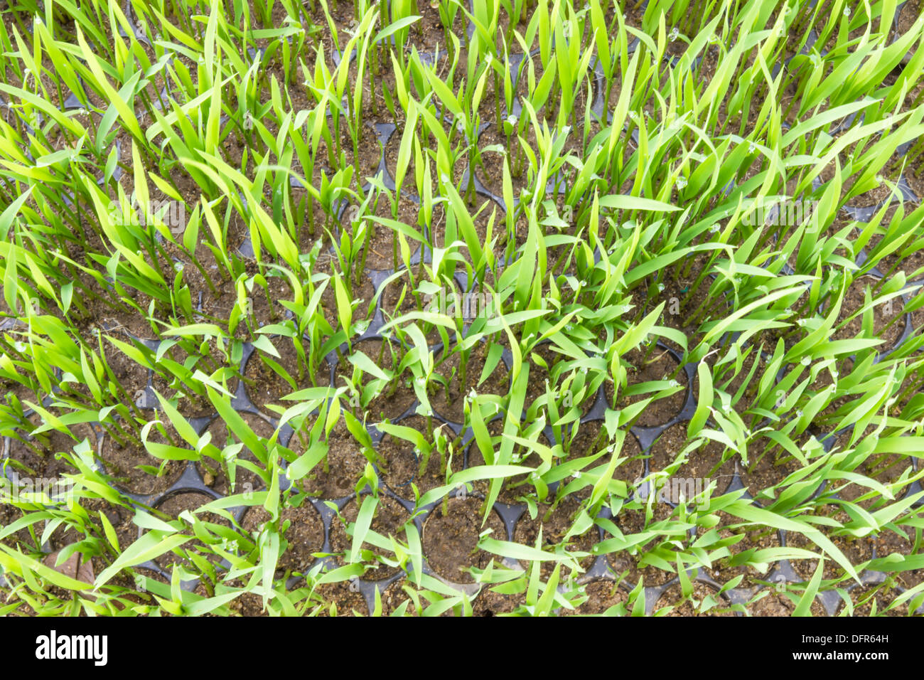 Young rice sprout in the box of nursery tray ready to growing in the rice field of Thailand in Southeast Asia. Stock Photo