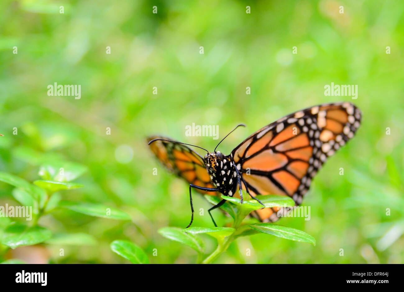 The Monarch butterfly (Danaus plexippus) sitting on the green flower ...