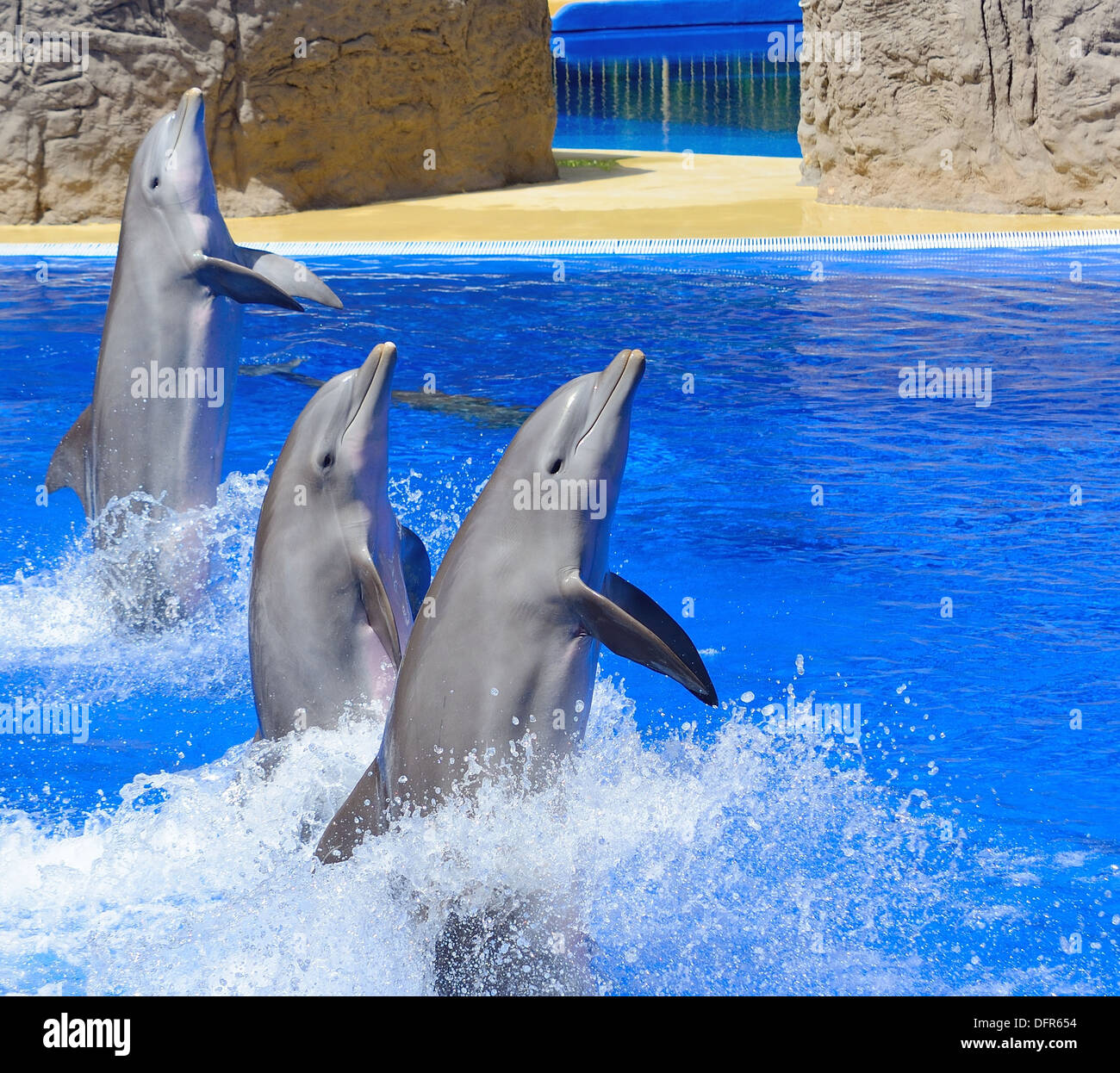 Top 27+ Stock Images show me a picture of a dolphin Superb Top 27+ Stock Images show me a picture of a dolphin Superb