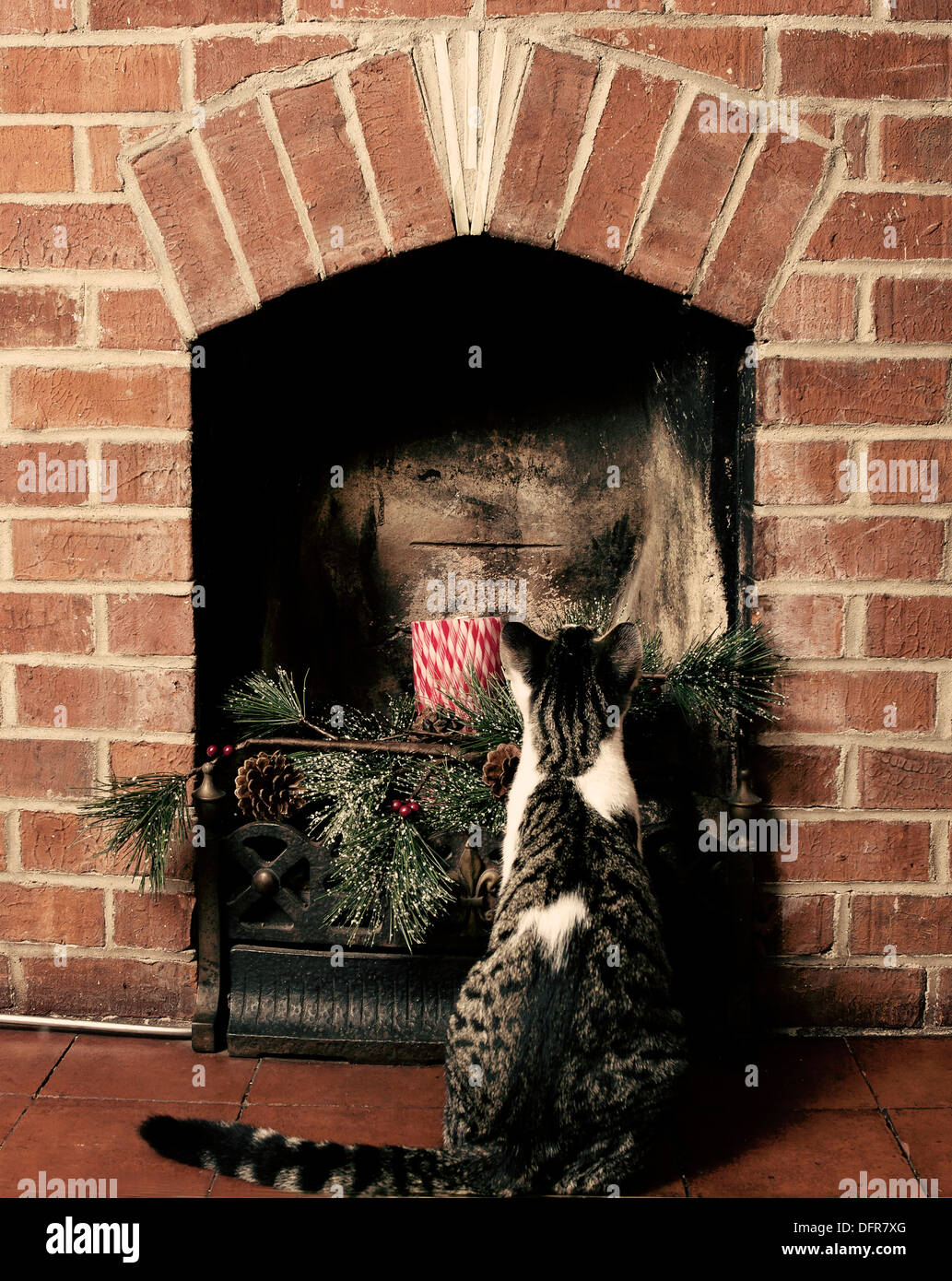 Tabby cat sitting in front of fireplace looking up the chimney Stock