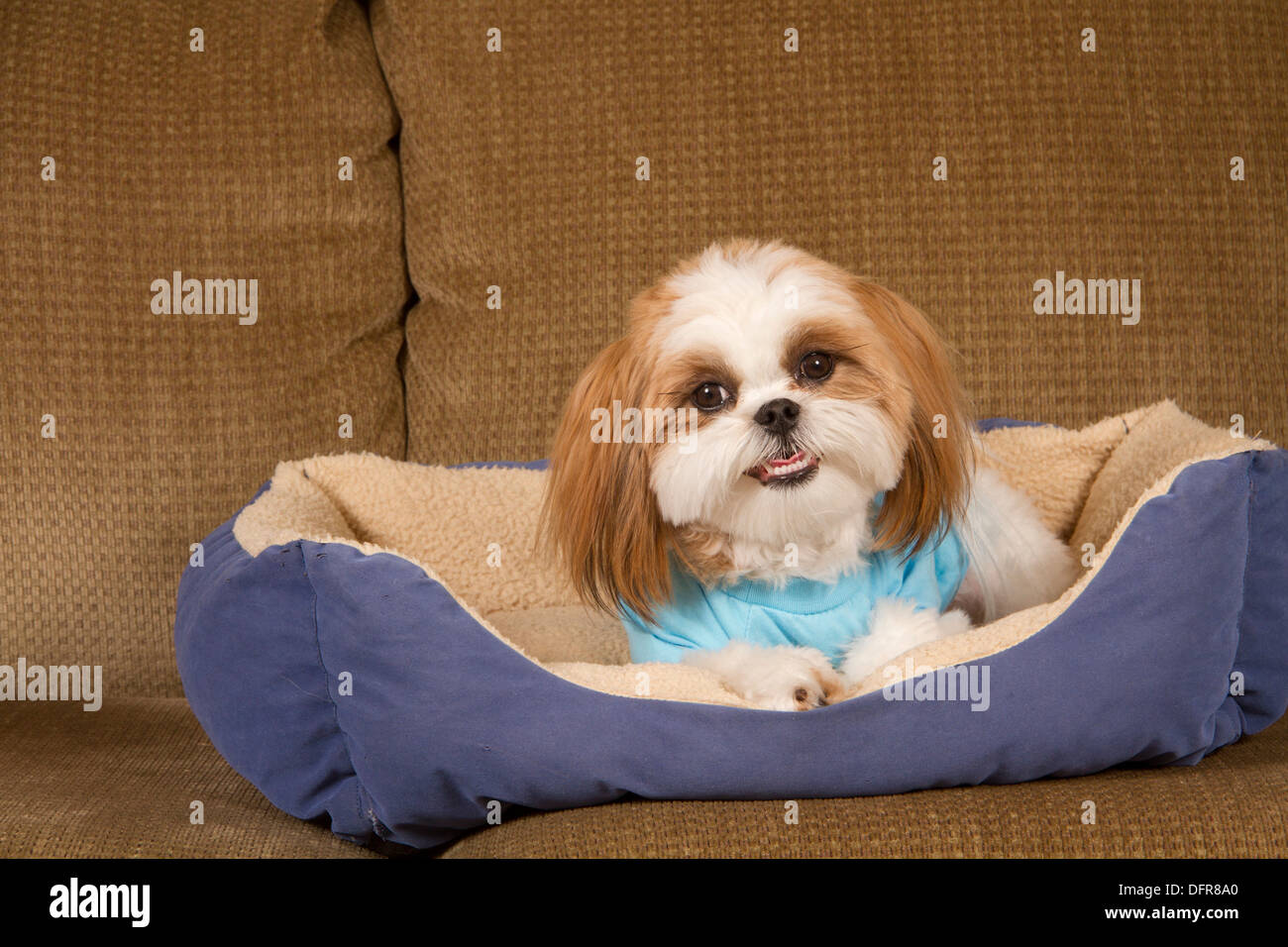 shih tzu bed for sale