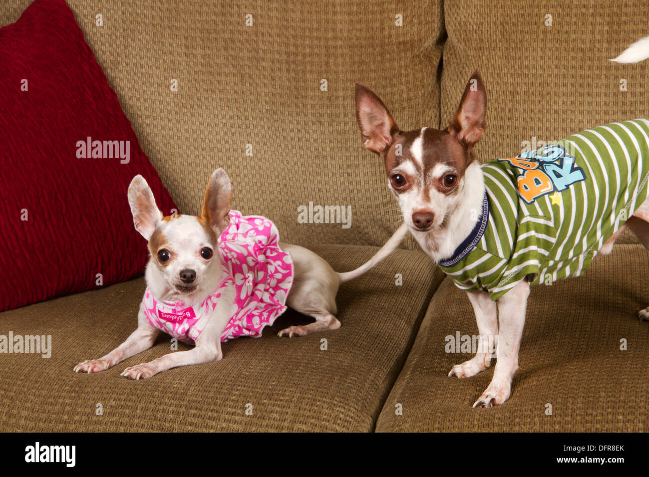 Two chihuahuas wearing clothing and sitting on a sofa indoors Stock