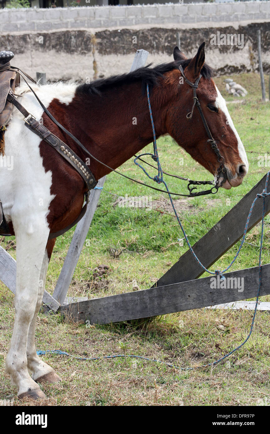 A brown and white horse wearing a saddle in a farmers pasture in Cotacachi, Ecuador Stock Photo