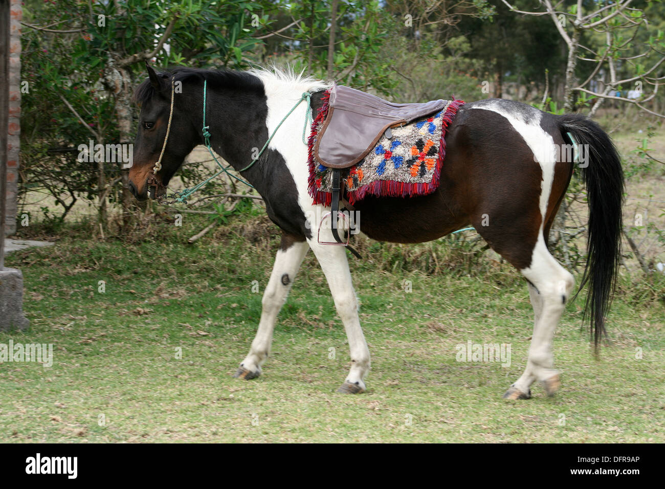 A brown and white horse wearing a saddle in a farmers pasture in Cotacachi, Ecuador Stock Photo