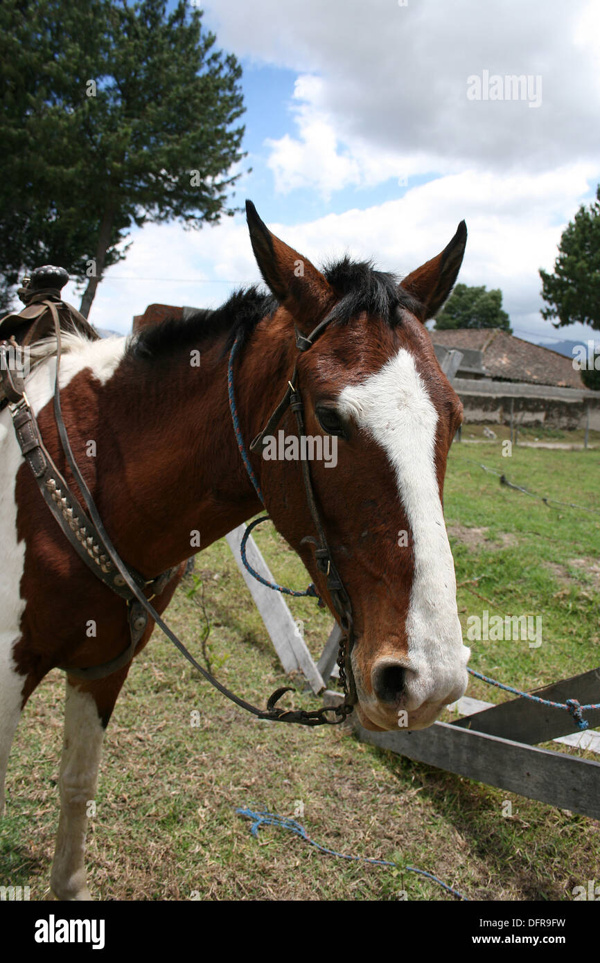 A brown and white horse wearing a saddle in a farmers pasture in Cotacachi, Ecuador Stock Photo