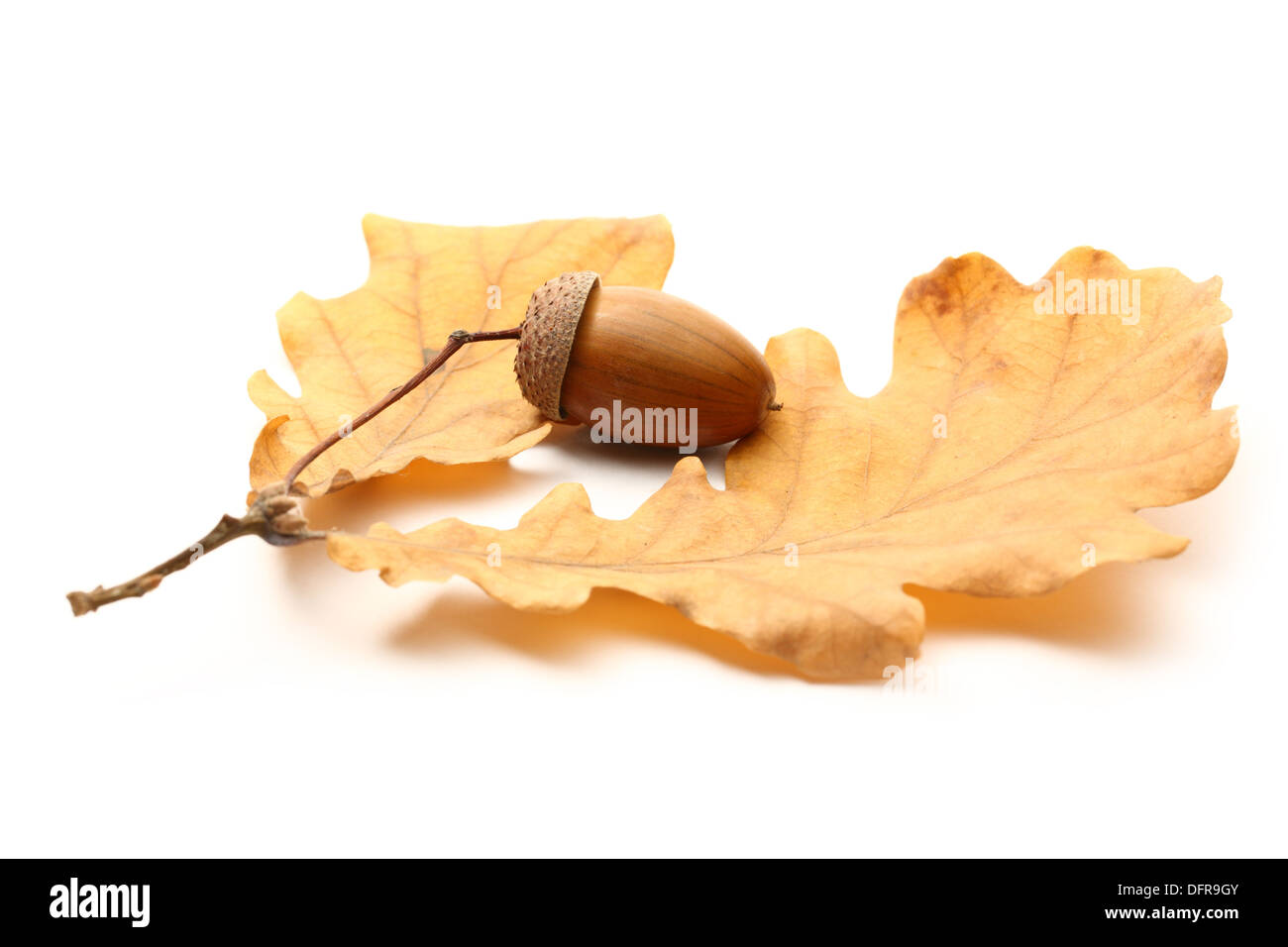 Fresh acorn with dried leaves Stock Photo