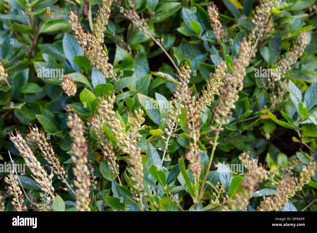 Sweet Pepperbush, Clethra Alnifolia, Longwood Gardens, Kennett Square, Pennsylvania, USA Stock Photo