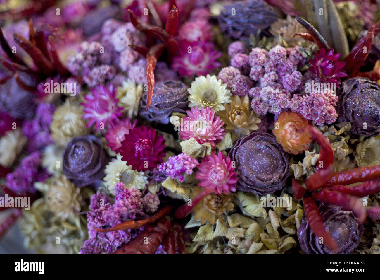 Flower bloom Kohima, Nagaland Stock Photo Alamy