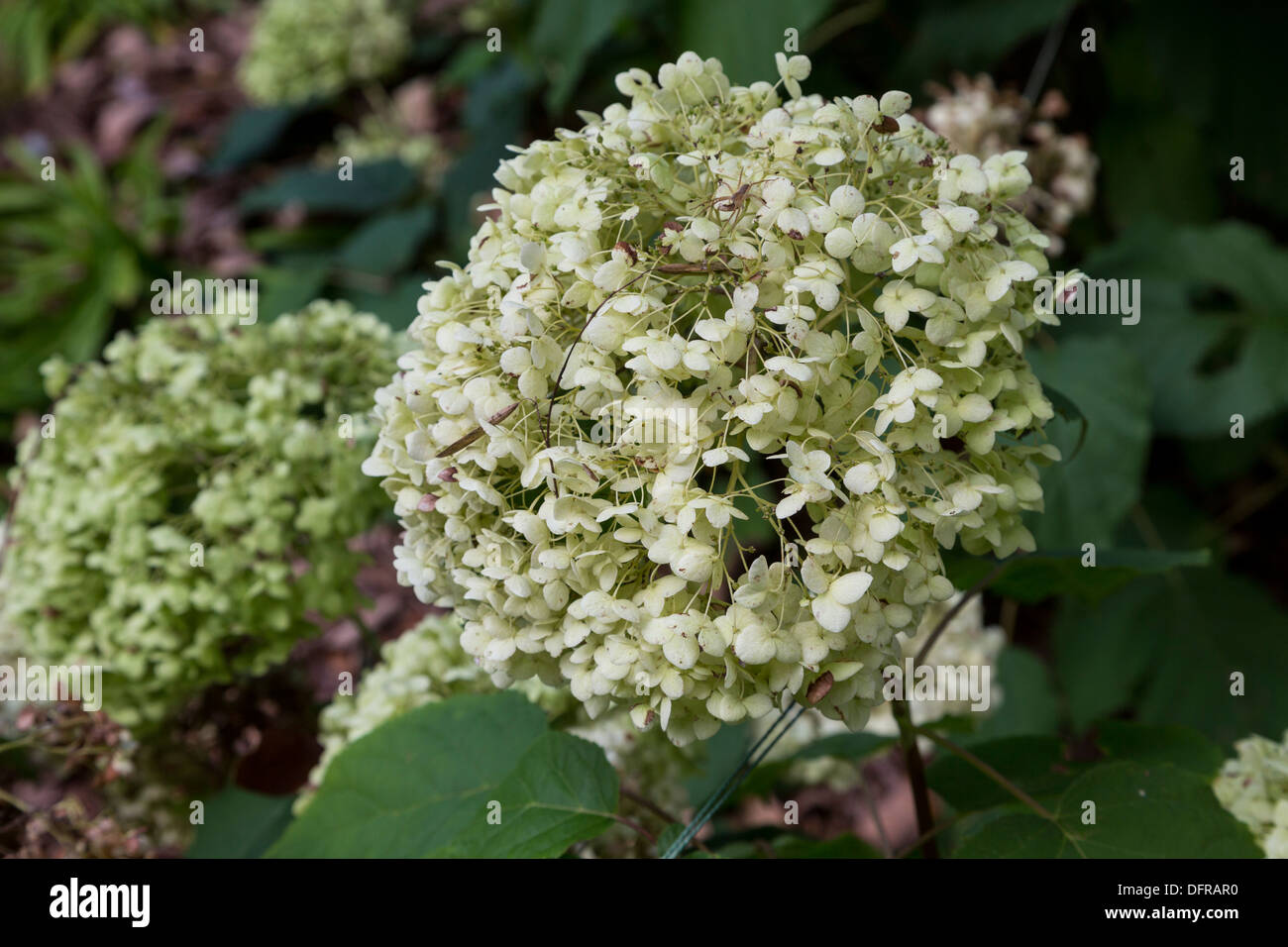 Smooth Hydrangea, hydrangea arborescens, Longwood Gardens, Kennett Square, Pennsylvania, USA Stock Photo