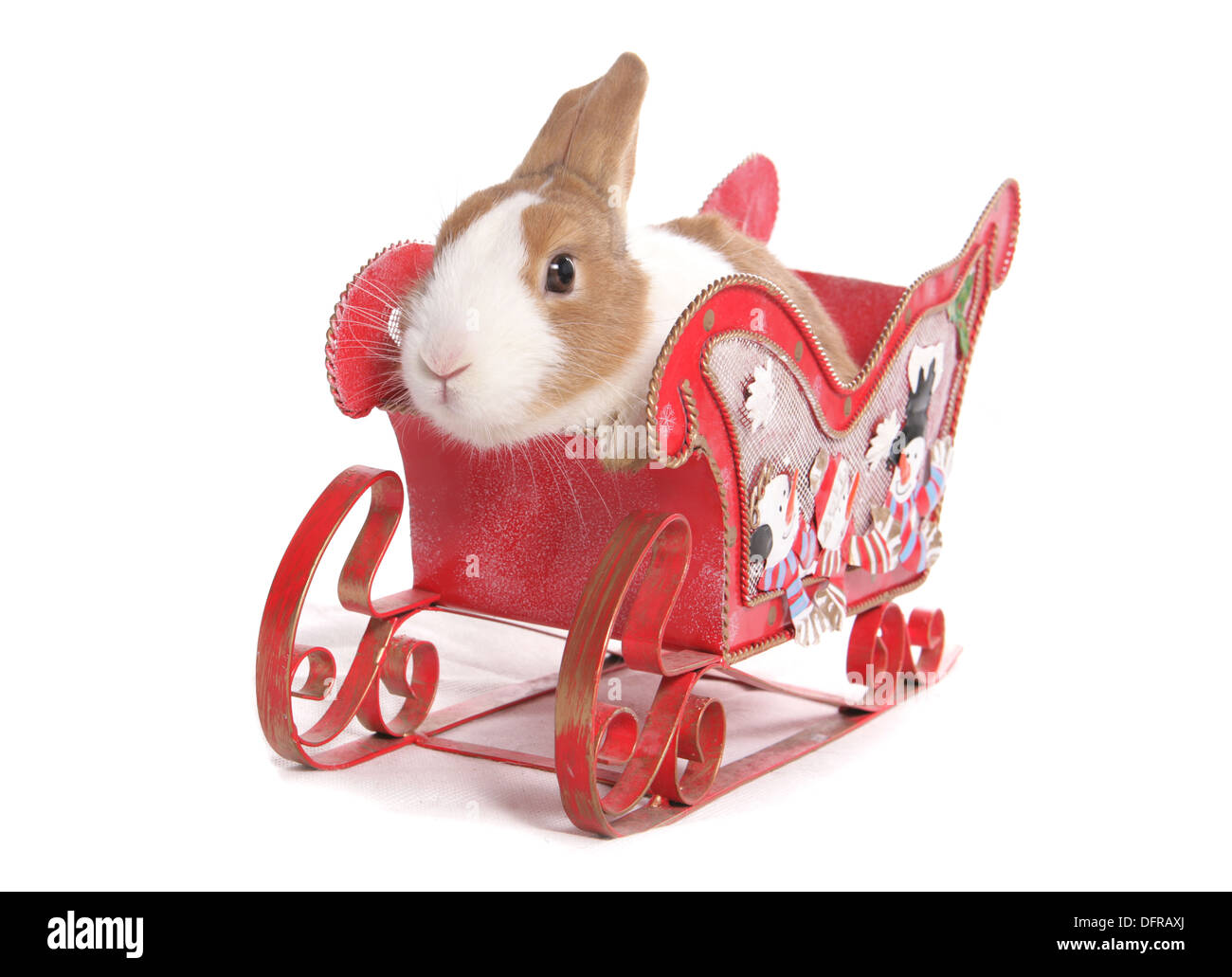 Rabbit with a christmas sleigh Stock Photo