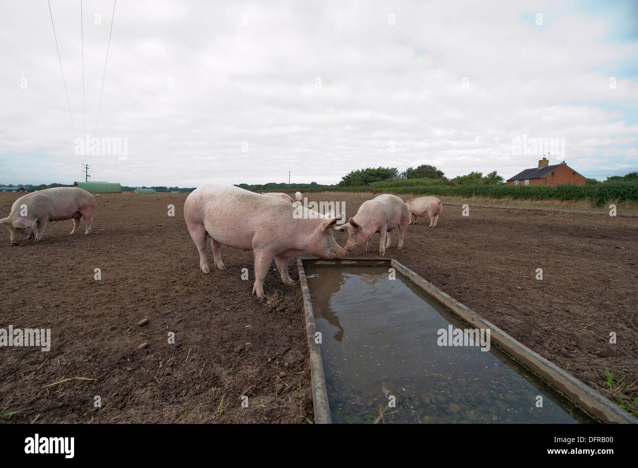 Pigs drinking from a water trough in a field in Suffolk Stock Photo Alamy