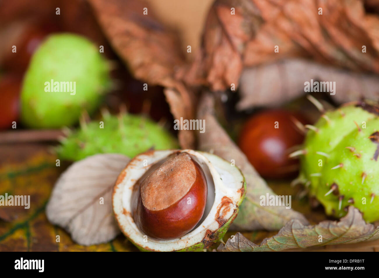 Conkers from the horse chestnut tree on a covering of fallen leaves. Stock Photo