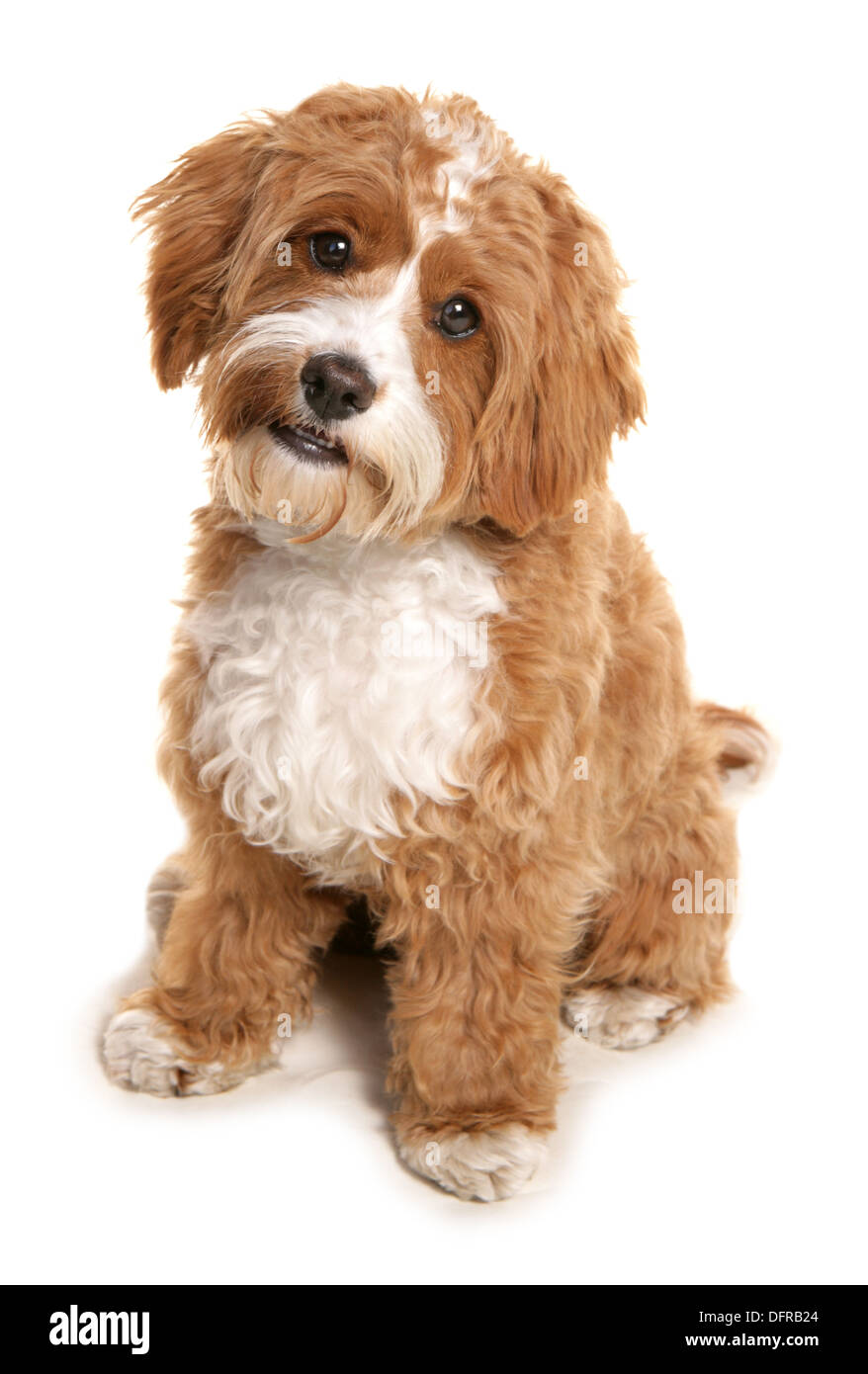 Cavapoo dog Single puppy laying in a studio Stock Photo