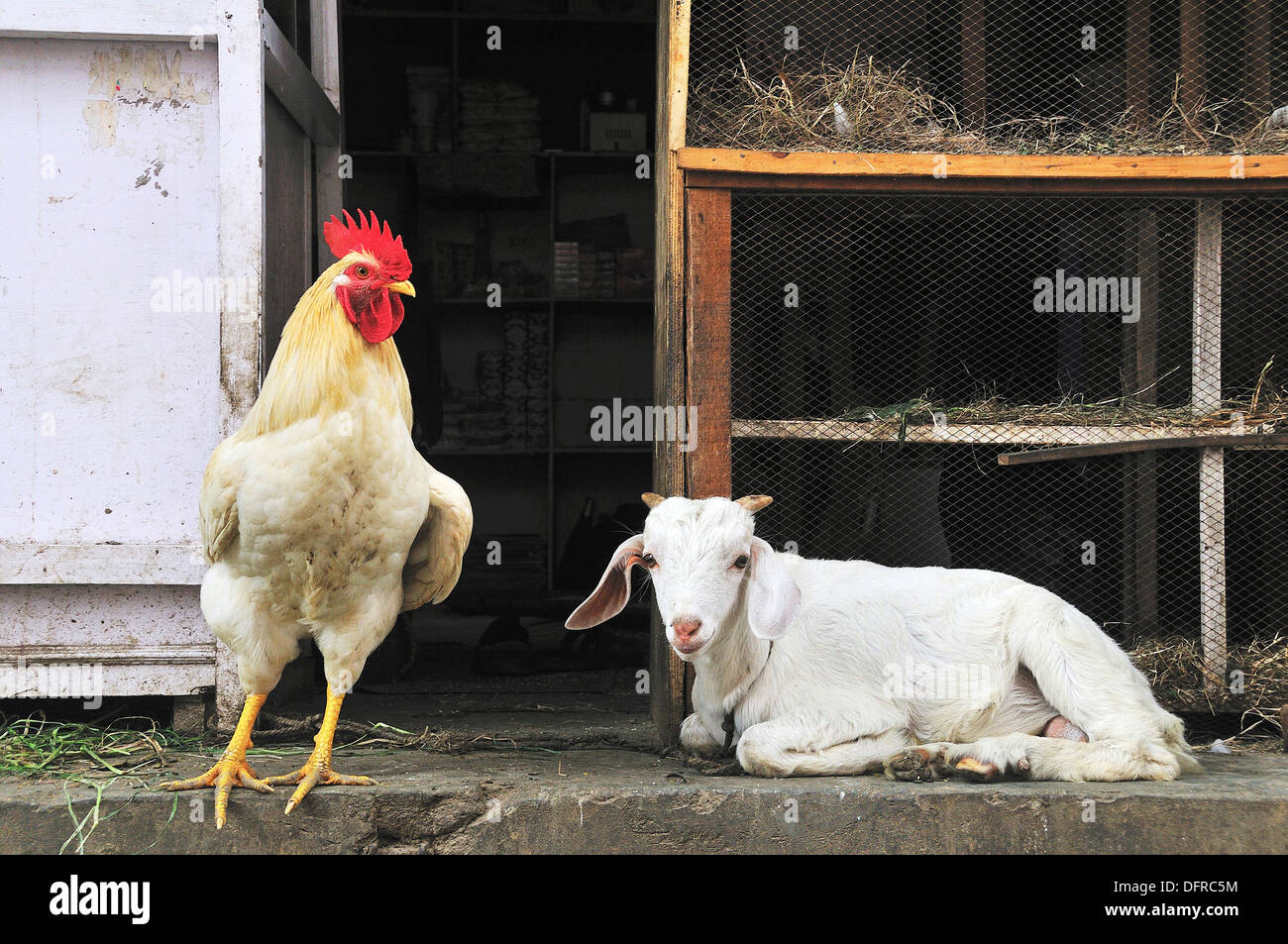 The shop selling animals for dinner or sacrifice for God Stock Photo