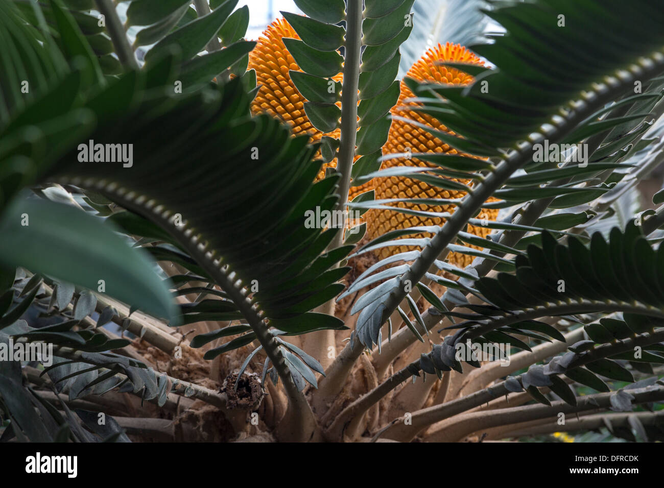 encephalartos woodii, Wood's Cycad, Longwood Gardens, Kennett Square, Pennsylvania, USA Stock Photo