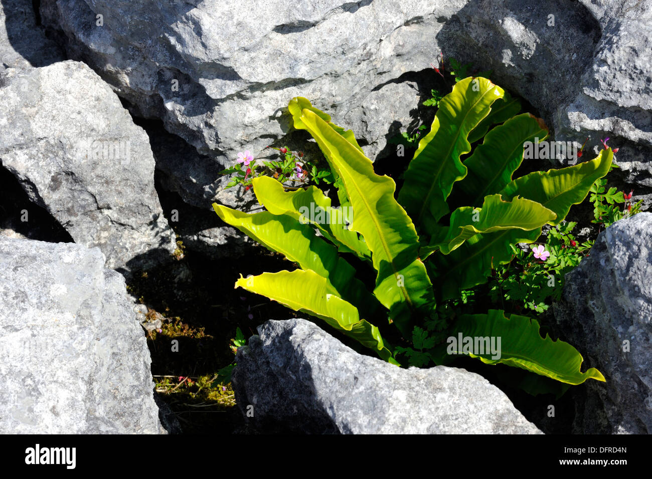 A Hart's-tongue fern growing in the grikes between limestone clints, Yorkshire Dales National Park, England Stock Photo