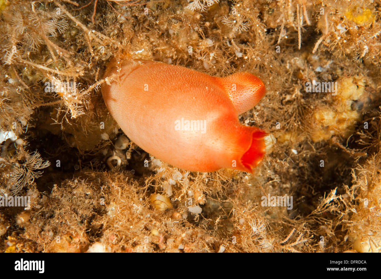 Halocynthia Hi res Stock Photography And Images Alamy halocynthia-hi-res-stock-photography-and-images-alamy