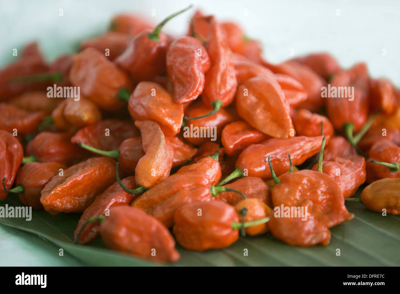 Ghost chili Kohima, Nagaland. Bhut jolokia  World's hottest chili pepper Stock Photo