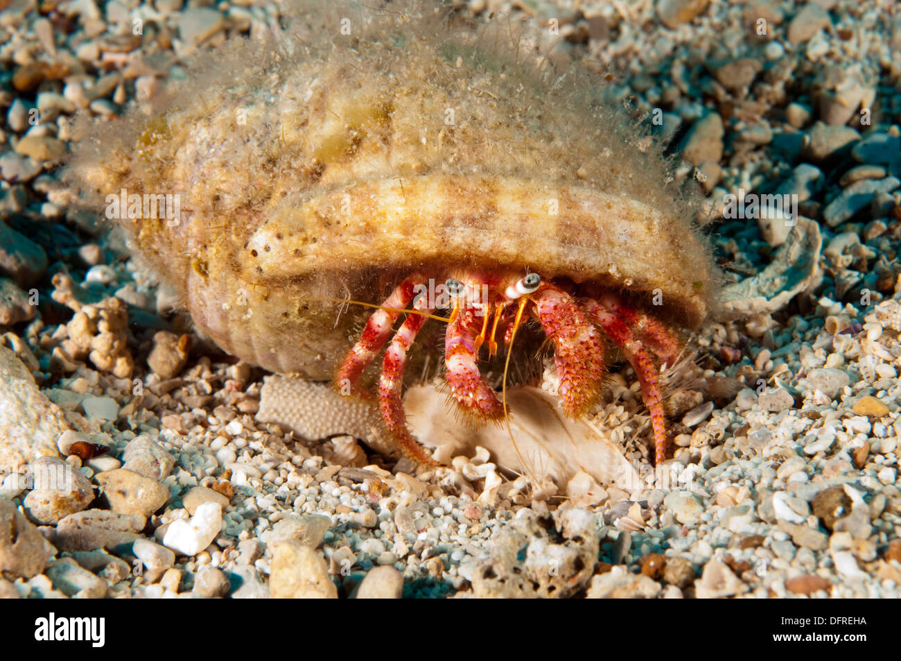 Striped hermit crab, Pagarus anachoretus, Sarıgerme Turkey Stock Photo