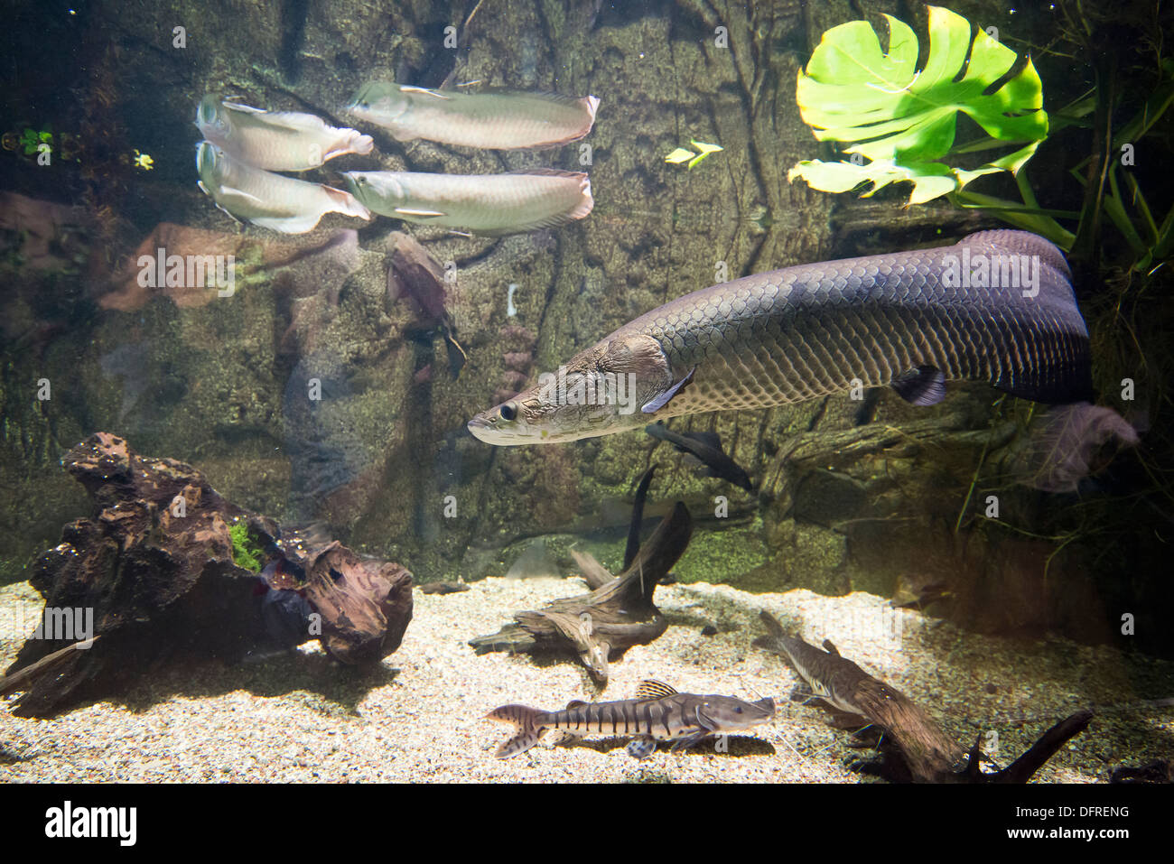 large, freshwater fish - Arapaima gigas Stock Photo