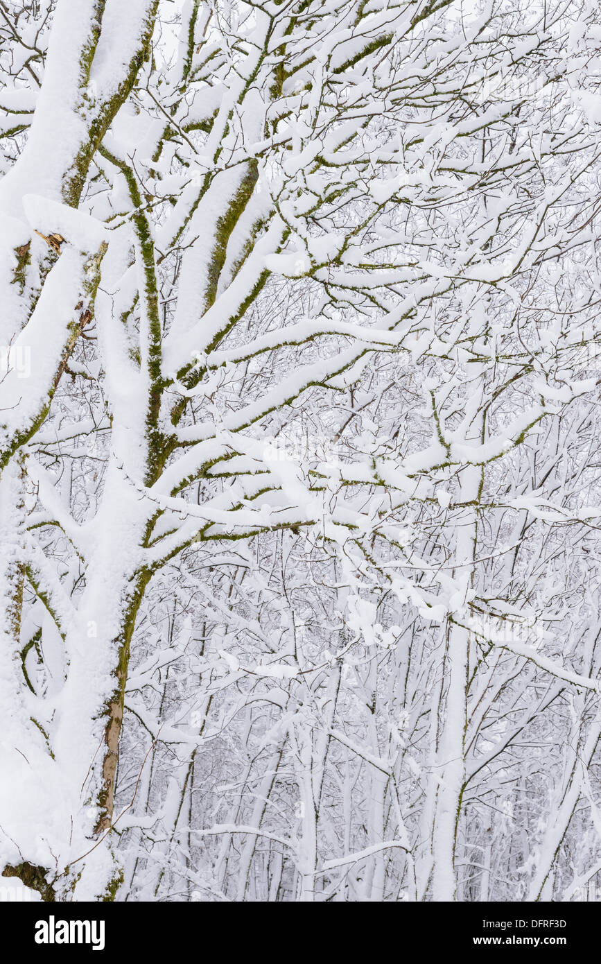 Snow covered trees britain hi-res stock photography and images - Alamy